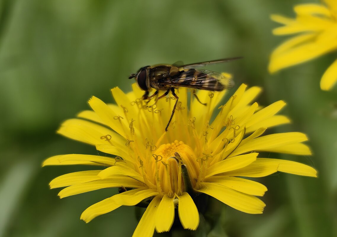 Журчалка вся в делах) - Светлана 13.06. Журчалка вся в делах) - Светлана 13.06.