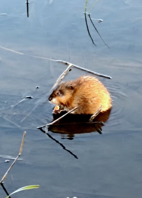 Ондатра завтракает. - Александр Кондаков Ондатра завтракает. - Александр Кондаков