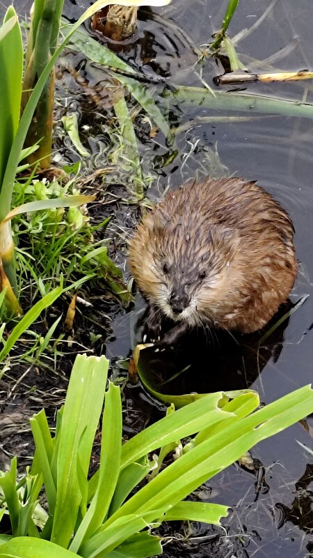 Ондатра на солнце. - Александр Кондаков