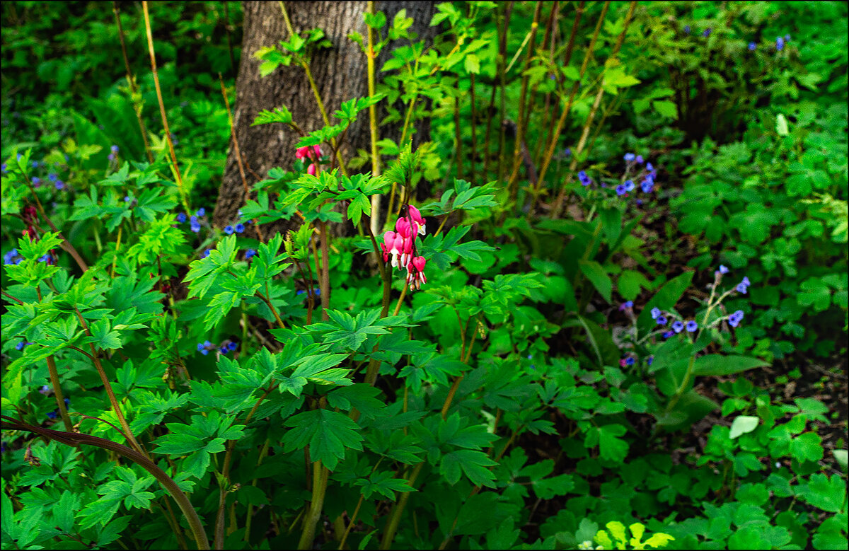И к нам пришла весна... - Людмила Фил И к нам пришла весна... - Людмила Фил