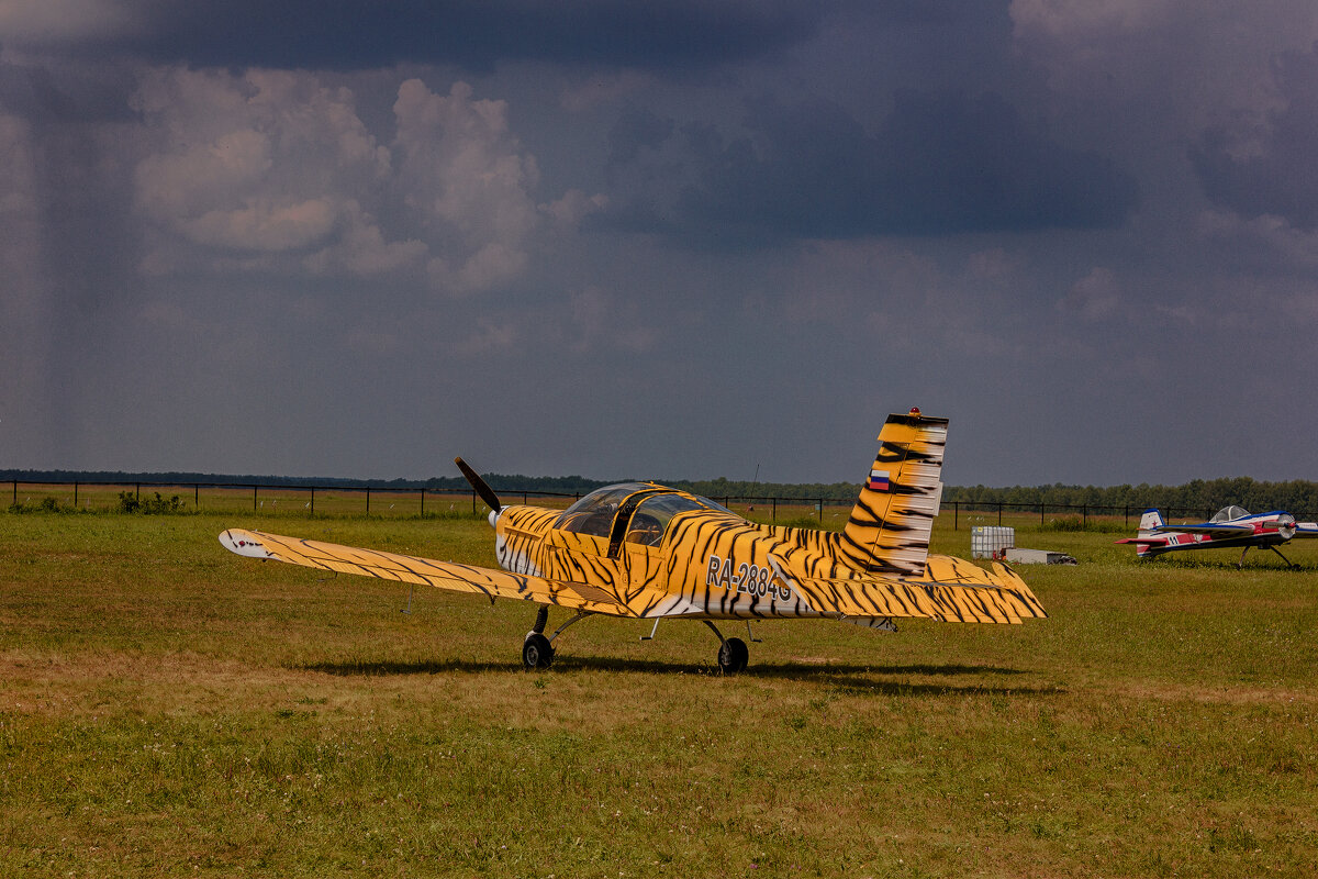 Легкокрылая тигрица - Дмитрий Костоусов