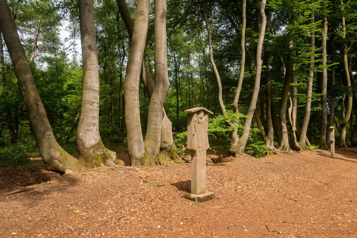 Буковый строй... - Николай Гирш Буковый строй... - Николай Гирш