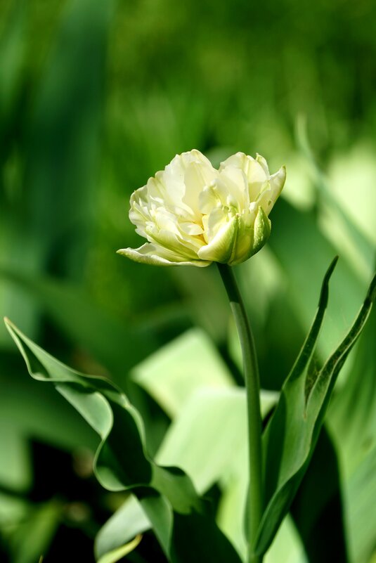 Тюльпан - александр Тюльпан - александр
