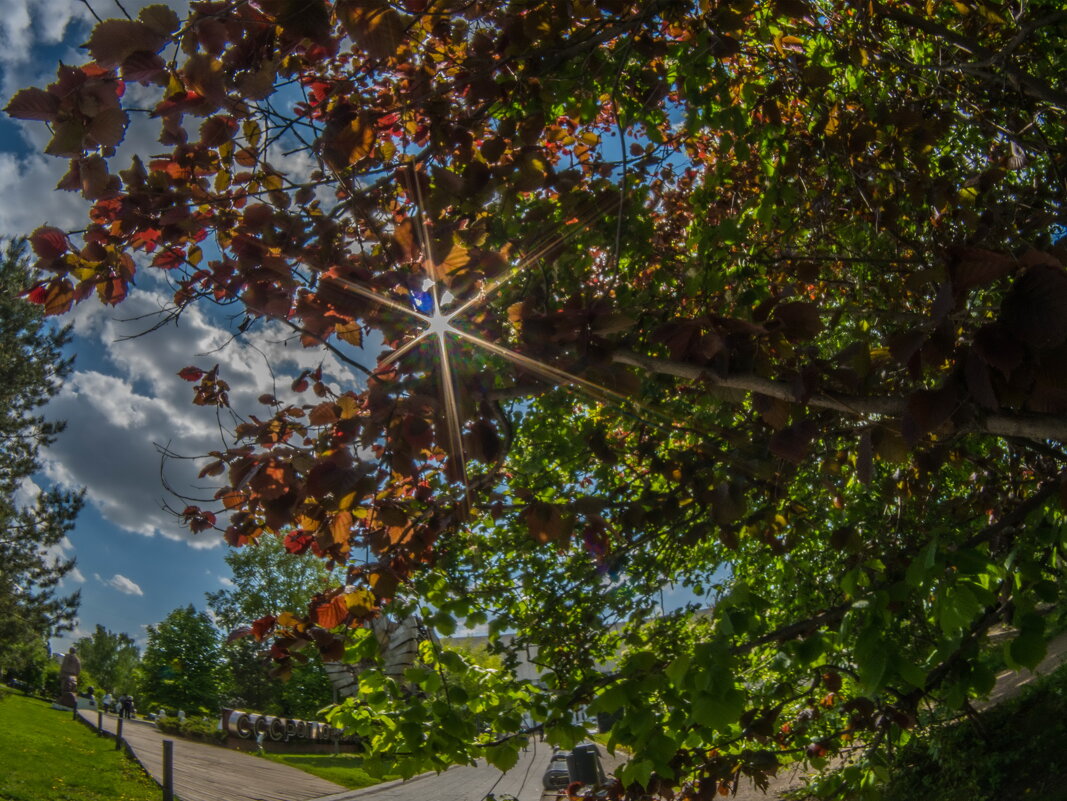 Май - Наталья Rosenwasser