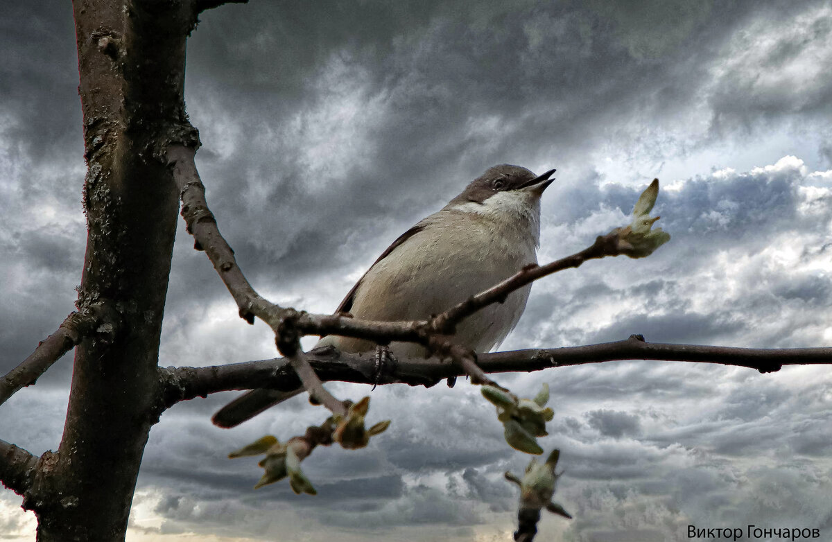 Славка-завирушка - Laryan1 