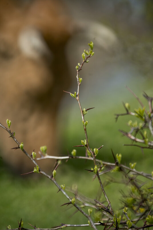 Весна... - Иван К Весна... - Иван К