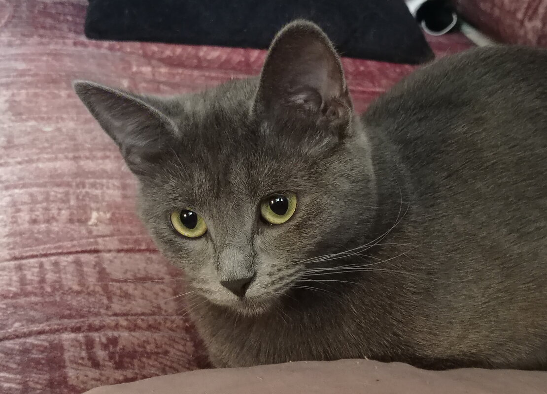 Фанечка позволяет себя фотографироватььь - Александр Чеботарь Фанечка позволяет себя фотографироватььь - Александр Чеботарь