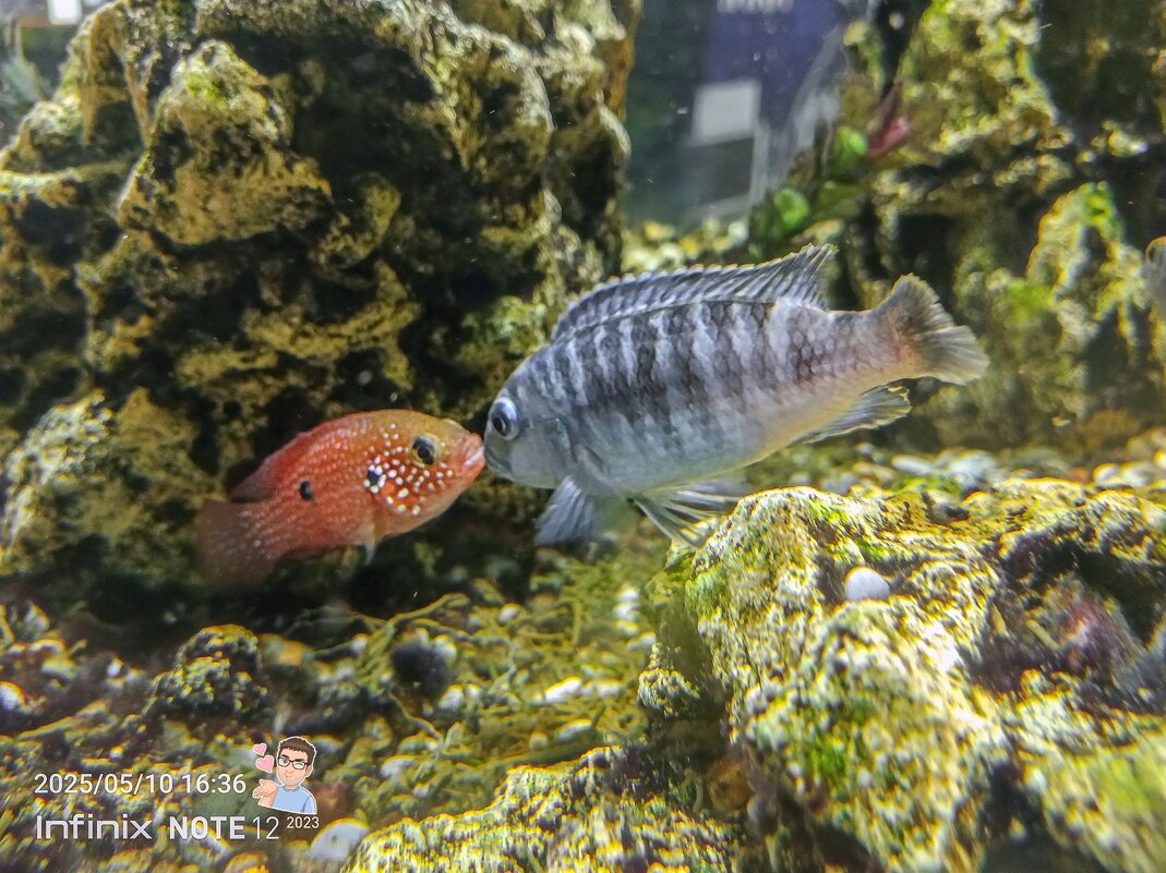 Рыбий поцелуй - Игорь Сарапулов