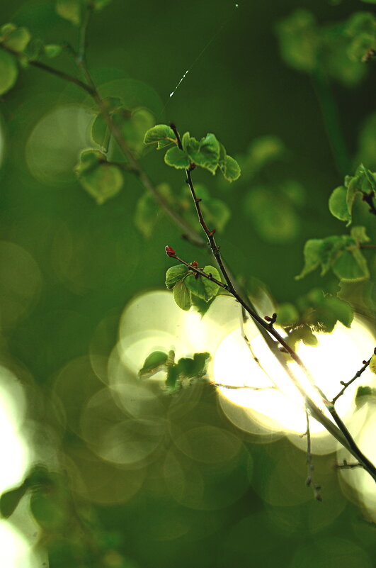 ......мимо было пройти...тяжело.............. - Георгий Никонов ......мимо было пройти...тяжело.............. - Георгий Никонов