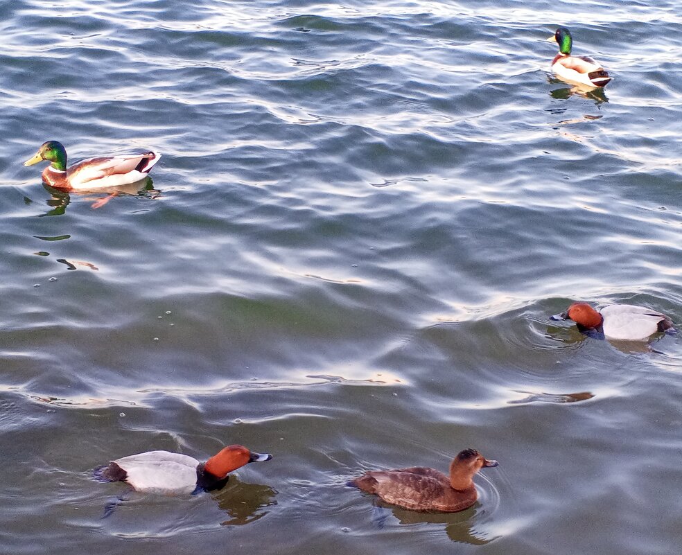 Утки - Сапсан 