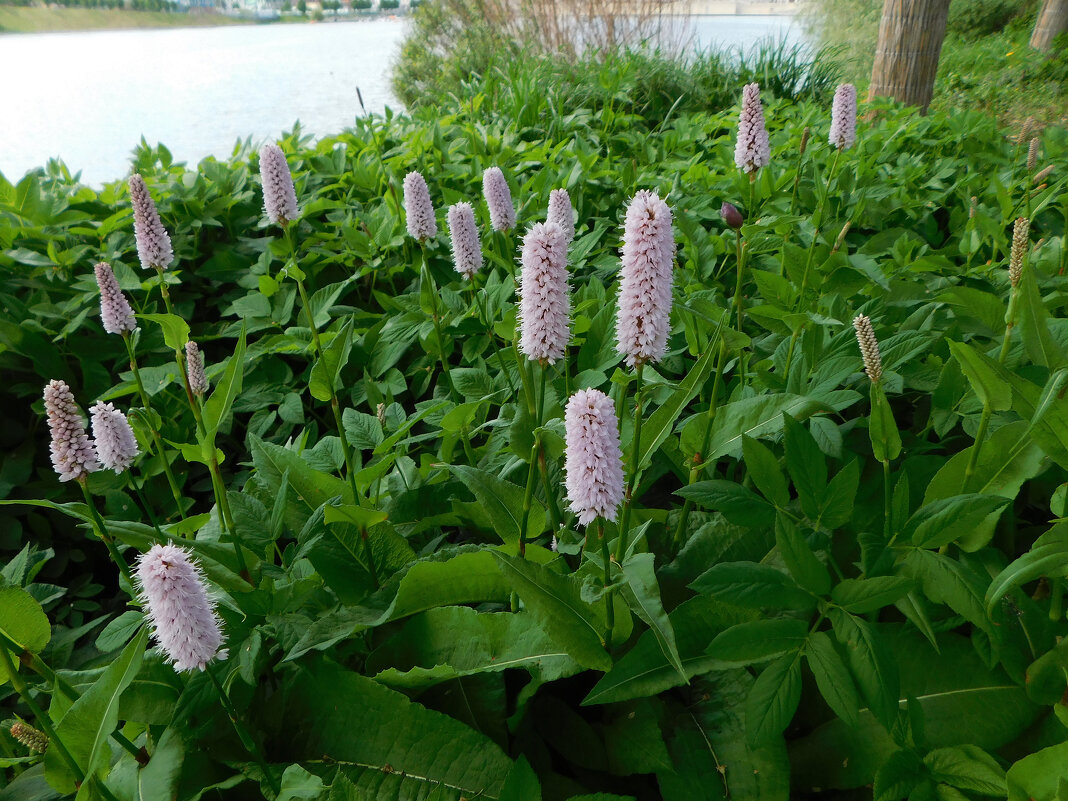 Горец змеиный - Наиля Горец змеиный - Наиля