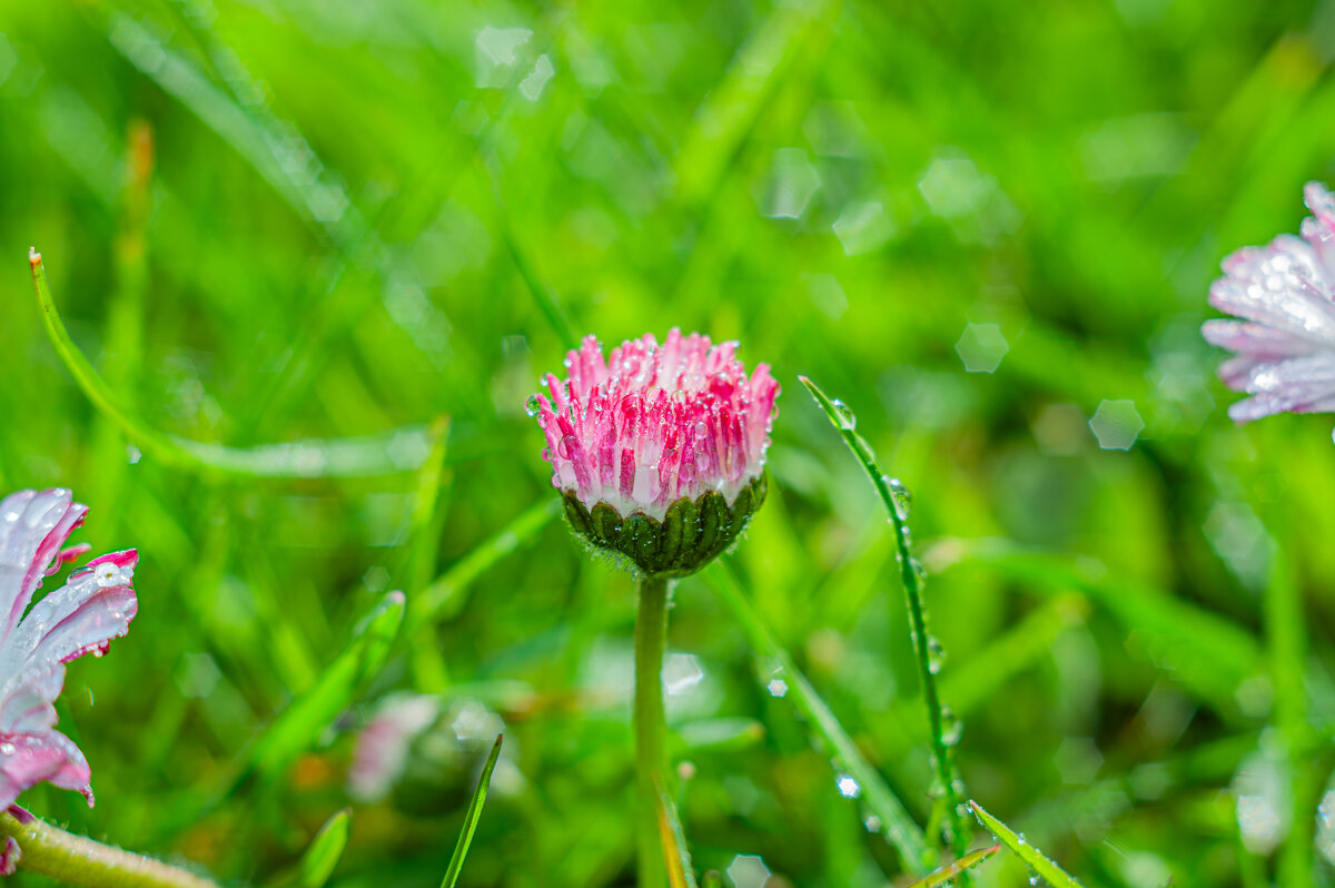 Весенние цветы - Александр Филатов Весенние цветы - Александр Филатов