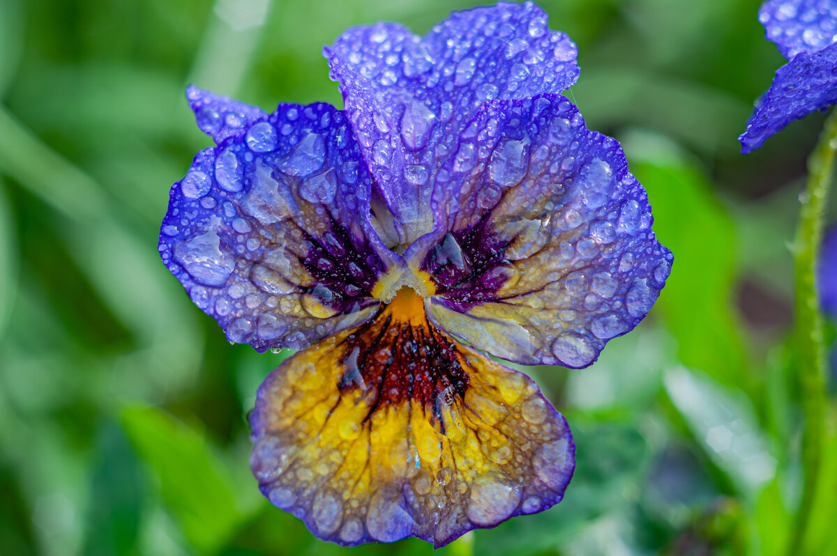 Весенние цветы - Александр Филатов Весенние цветы - Александр Филатов