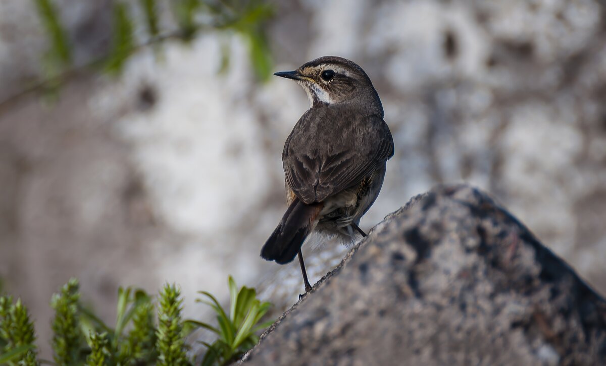 Самка варакушки. - Вадим Басов