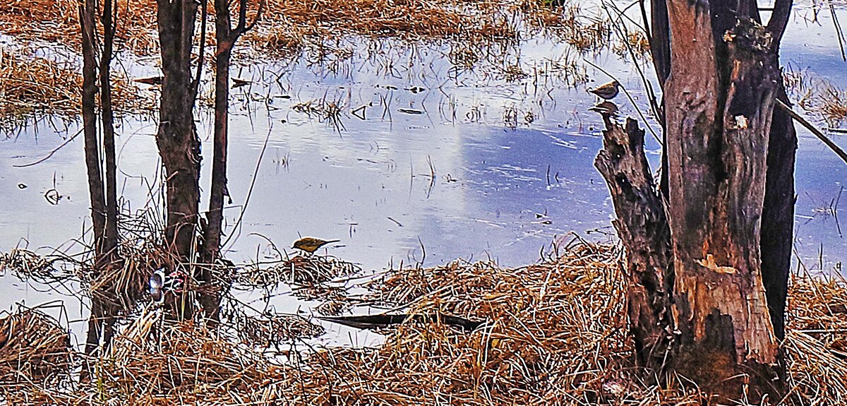 Май...Кулички на Юганской Оби! - Владимир 
