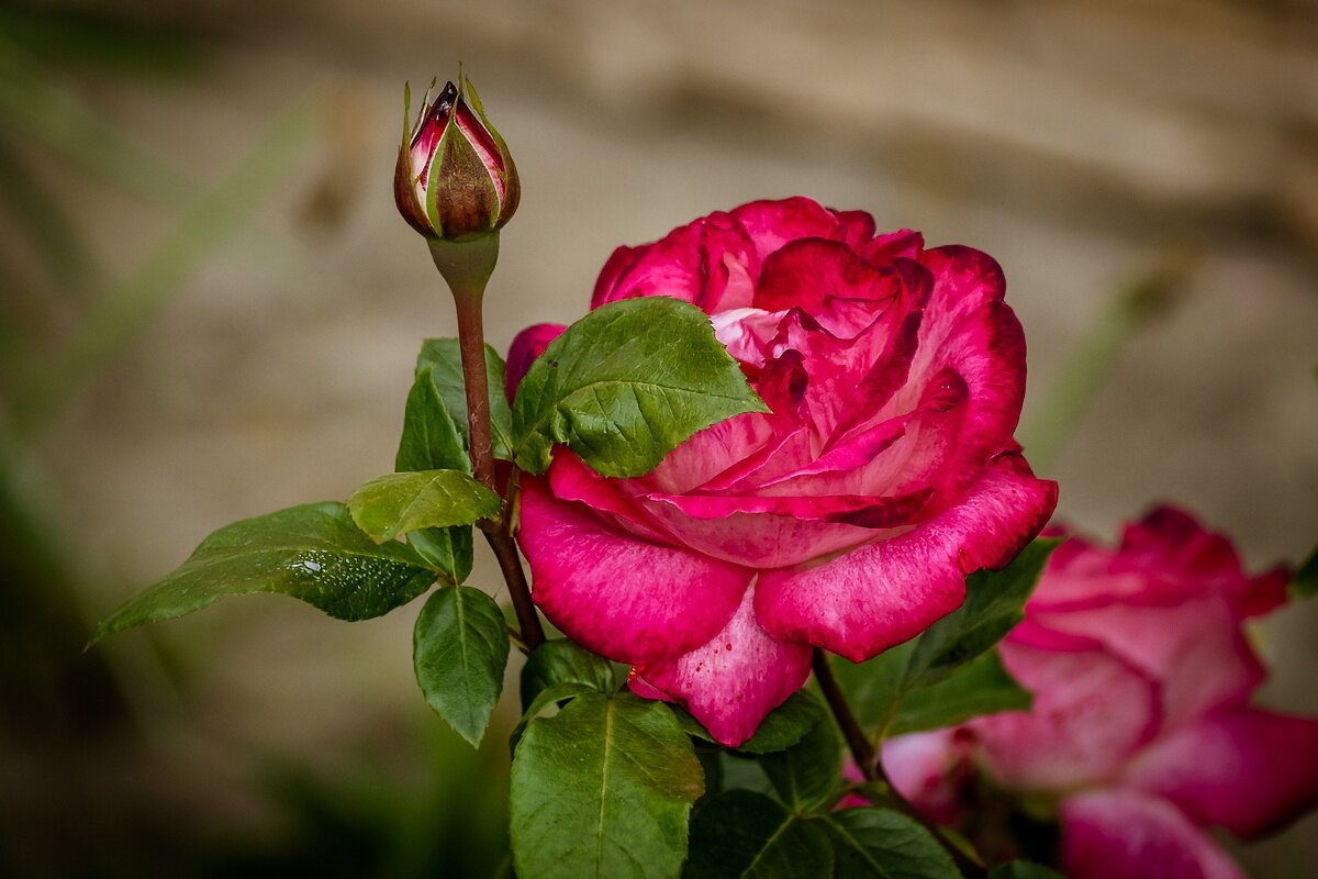 Роза - Игорь Сикорский