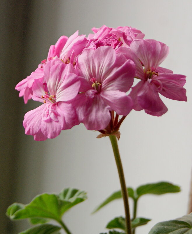 Соцветие. - сергей ермошкин Соцветие. - сергей ермошкин