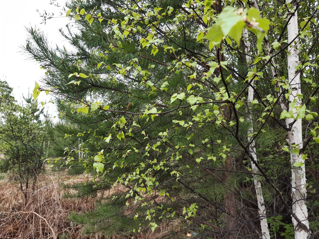 Весна идёт, весне дорогу! - Галина Минчук Весна идёт, весне дорогу! - Галина Минчук