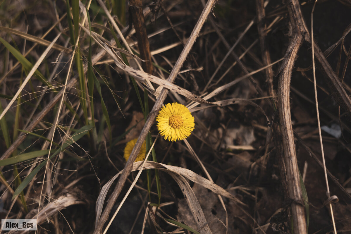 №89 - Alex Bes №89 - Alex Bes