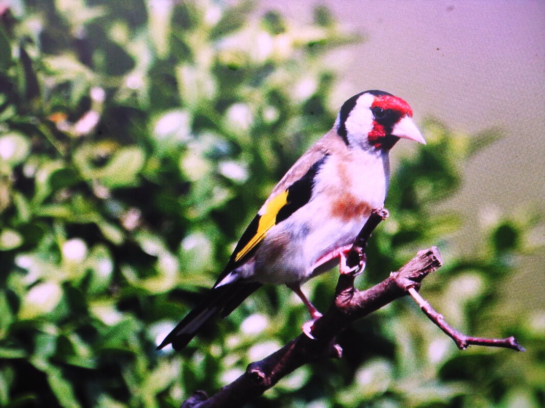 Щегол прилетел - Людмила Смородинская Щегол прилетел - Людмила Смородинская