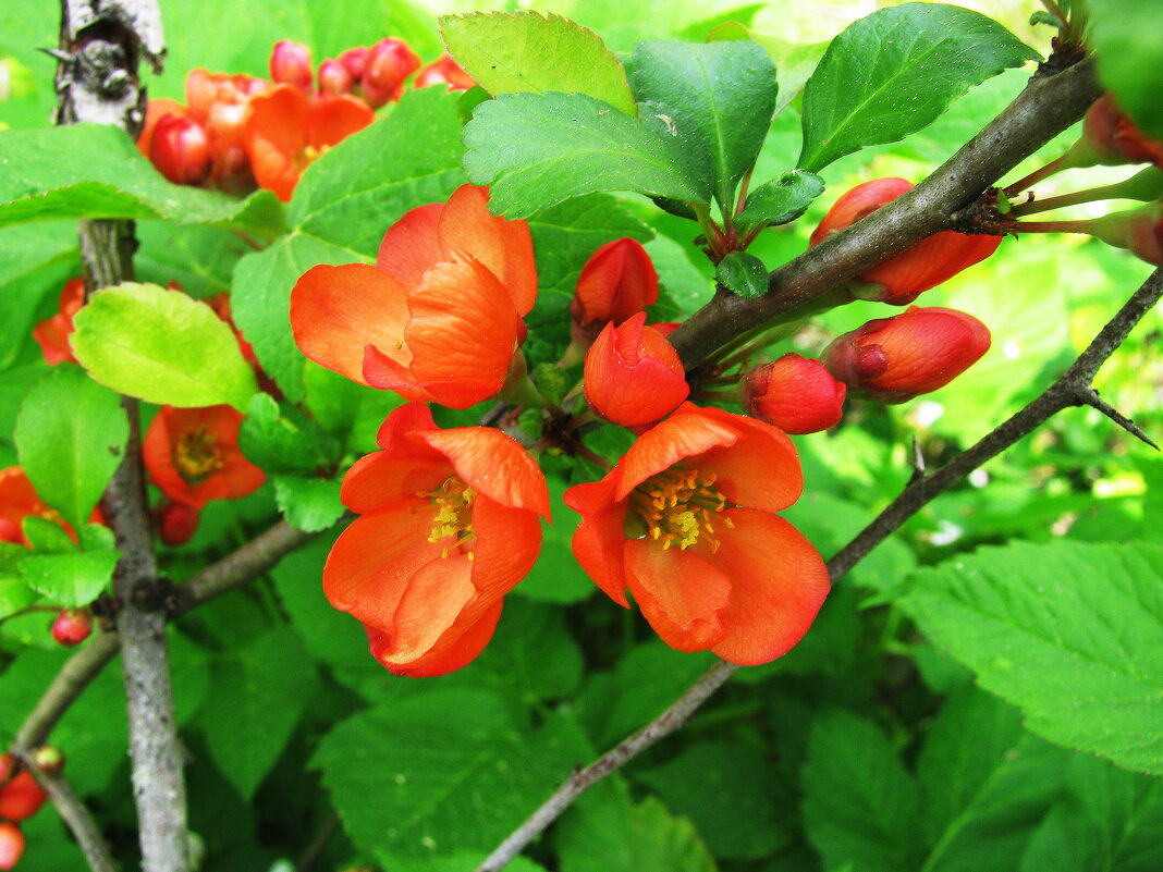 Айва зацветает - Людмила Смородинская Айва зацветает - Людмила Смородинская