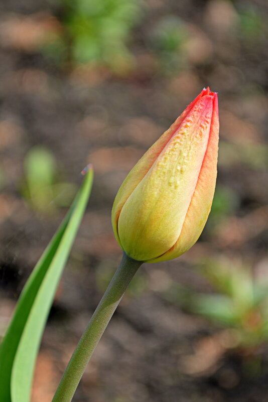 Тайна бутона) - Татьяна Лютаева Тайна бутона) - Татьяна Лютаева
