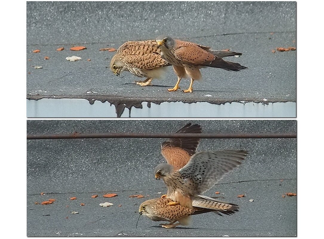 Если подавился - приём Геймлиха - Сеня Белгородский Если подавился - приём Геймлиха - Сеня Белгородский
