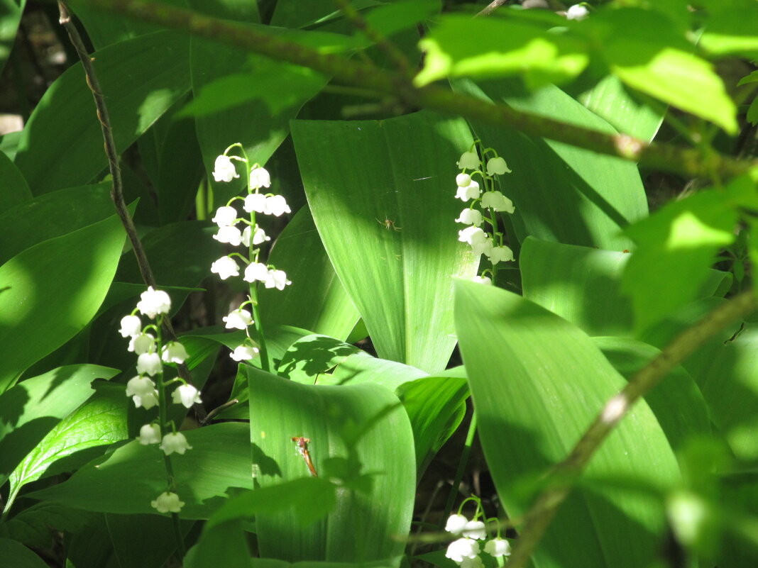 пора ландышей - Елена Шаламова
