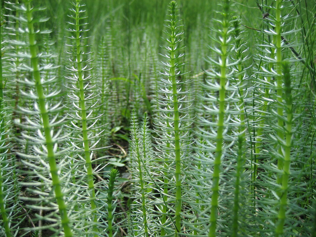 Хвостник - Anna Ivanova