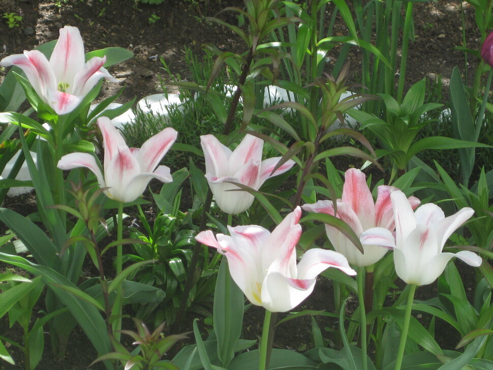 Бело-розовые тюльпаны - Дмитрий Никитин