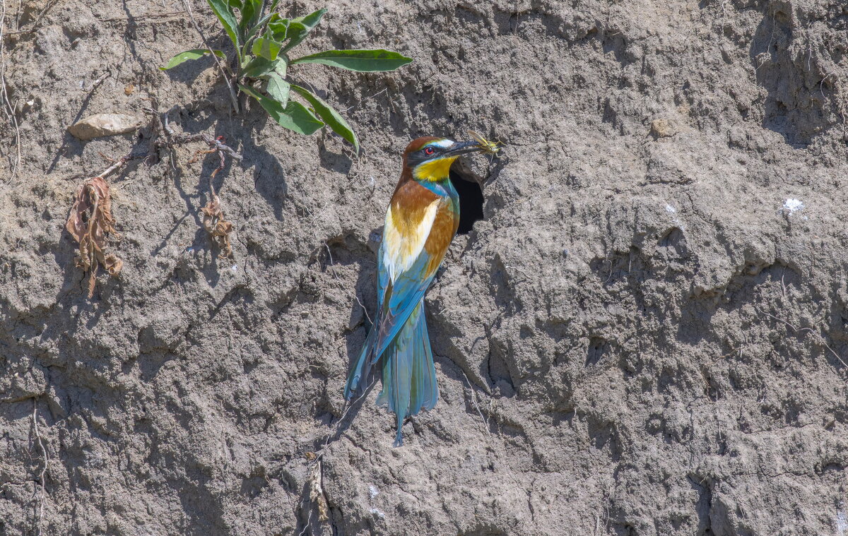 золотистые щурки - юрий макаров золотистые щурки - юрий макаров