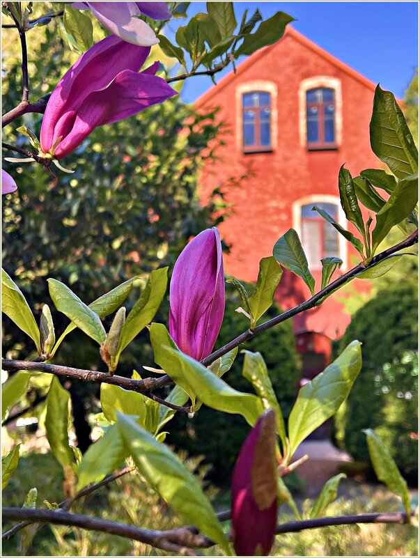 Бутон. - Валерия Комова Бутон. - Валерия Комова