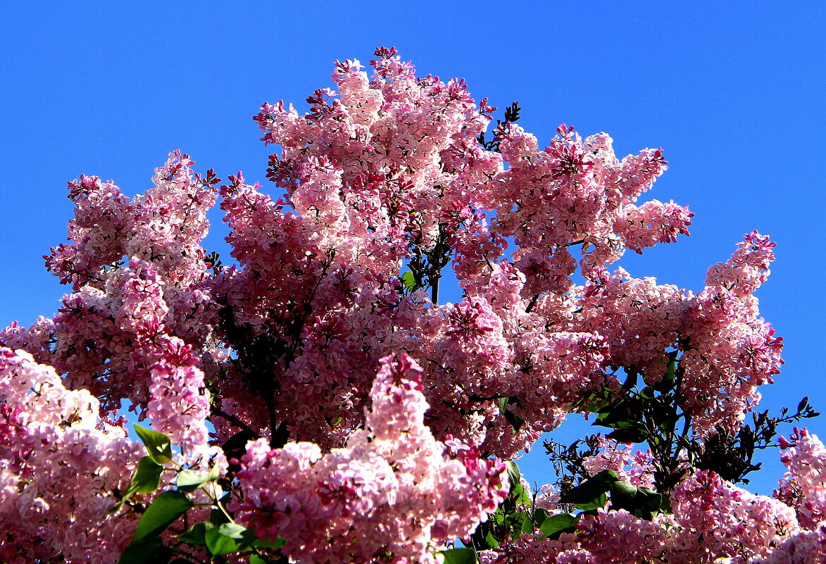 Букетик с юга - Vlad Сергиевич Букетик с юга - Vlad Сергиевич