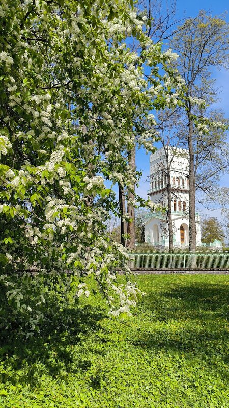 Белая башня. - Ольга Белая башня. - Ольга