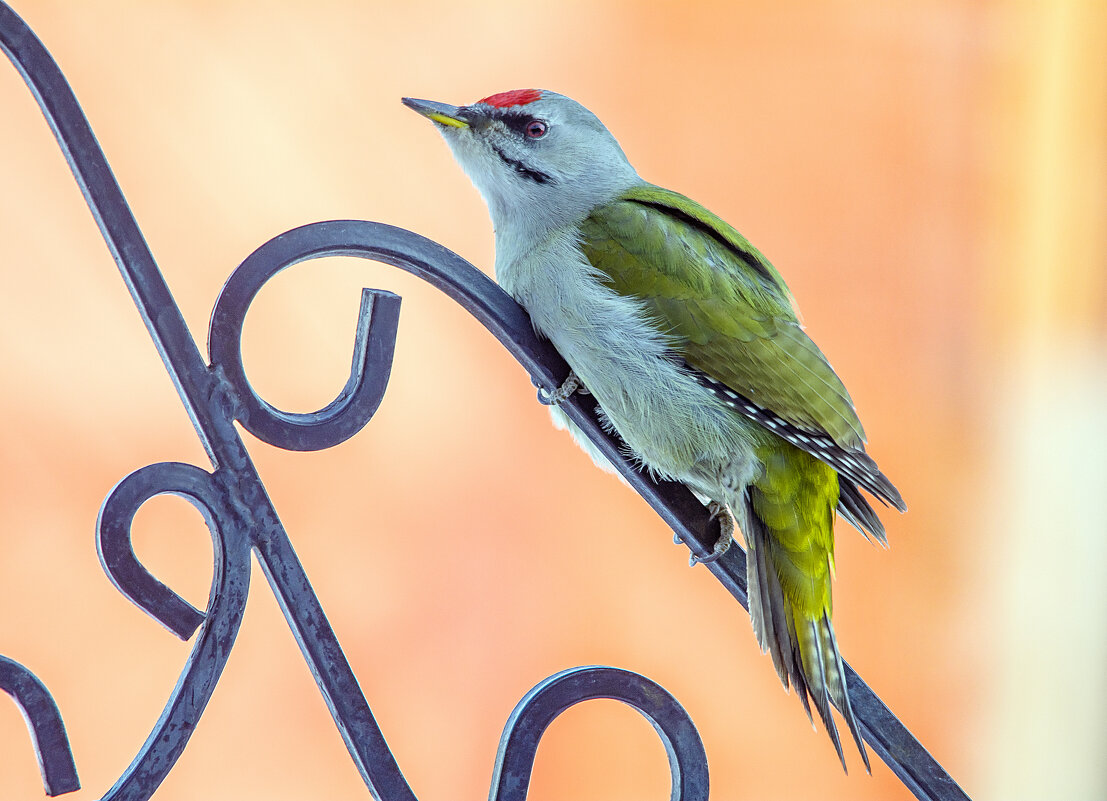 Лесной гость - Михаил Белоусов Лесной гость - Михаил Белоусов