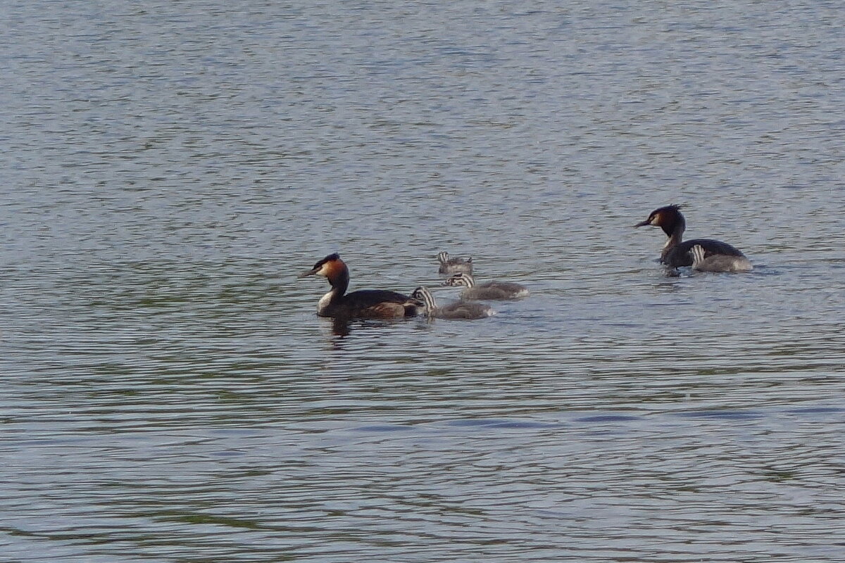 Чомга с выводком - Рита Симонова