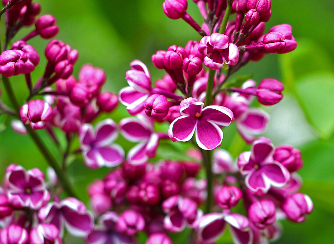 Сиреневый май - Светлана Сиреневый май - Светлана