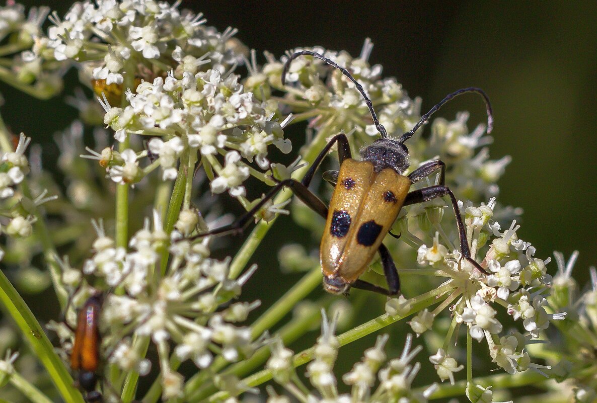 Краски лета. - Алексей Трухин Краски лета. - Алексей Трухин