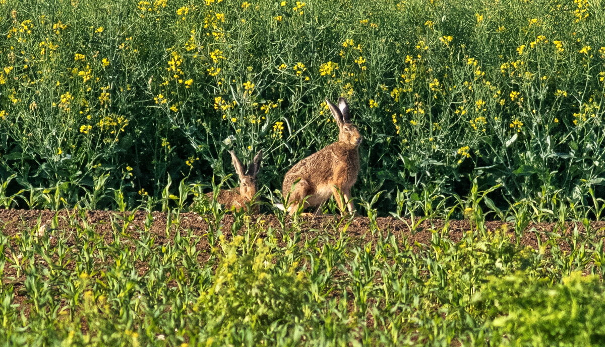зайцы - vladimir 