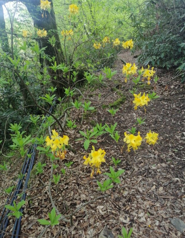 РОДОДЕНДРОНОВЫЙ ЛЕС - Tata Wolf