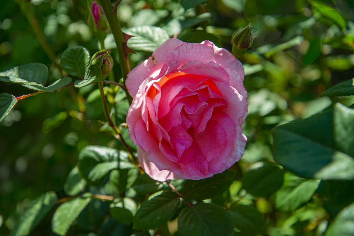Роза - Анатолий Чикчирный Роза - Анатолий Чикчирный