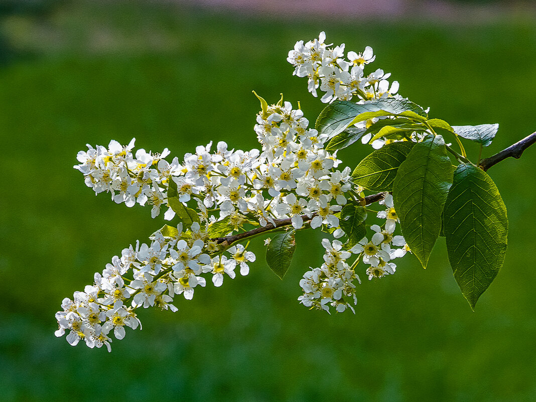 Черёмуха - Aleksey Afonin Черёмуха - Aleksey Afonin