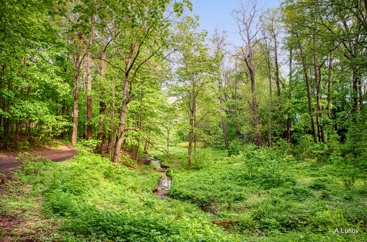 Весенние краски Тимирязевского леса. - Anatoly Lunov Весенние краски Тимирязевского леса. - Anatoly Lunov