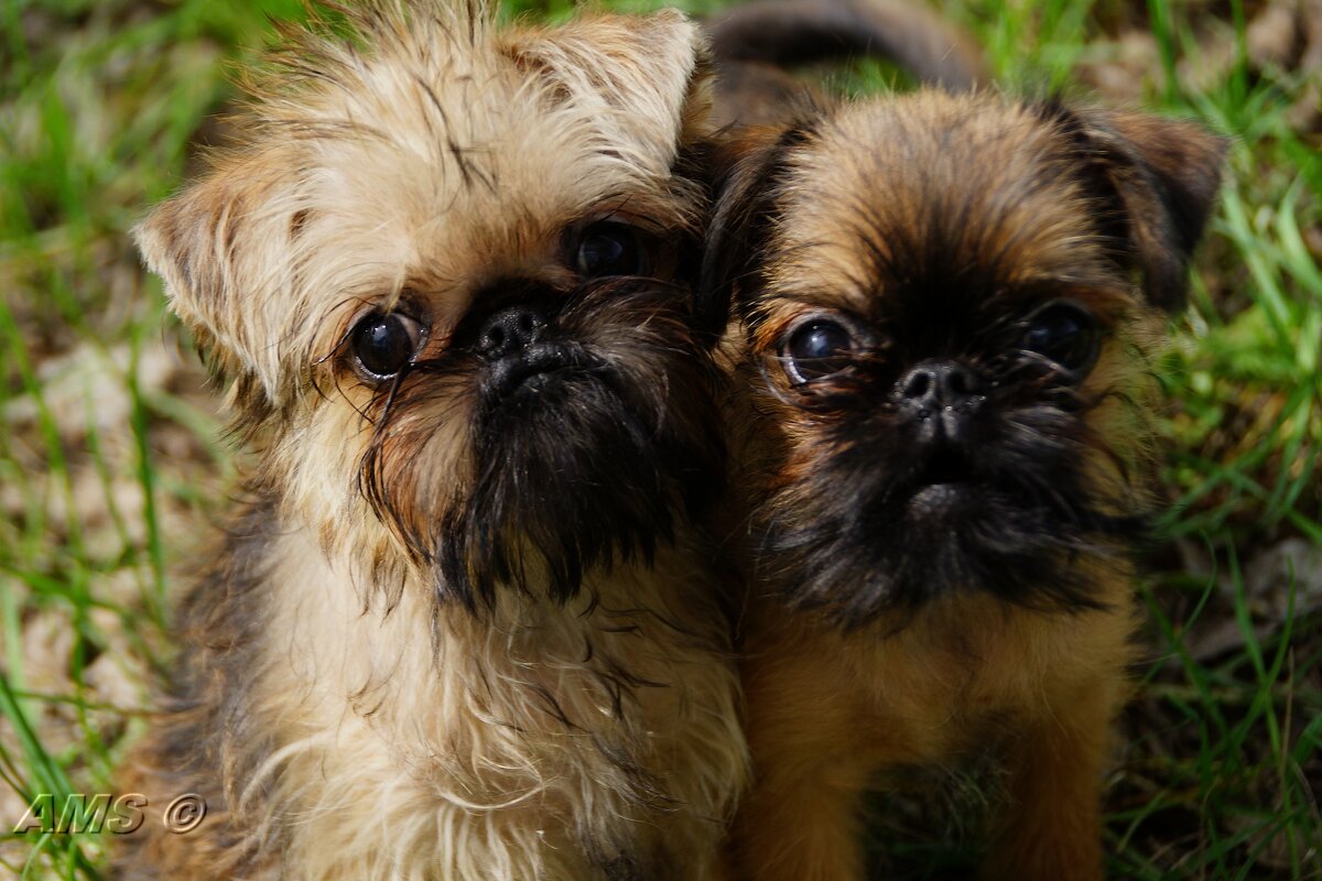 Мои новые знакомые - kolyeretka Мои новые знакомые - kolyeretka