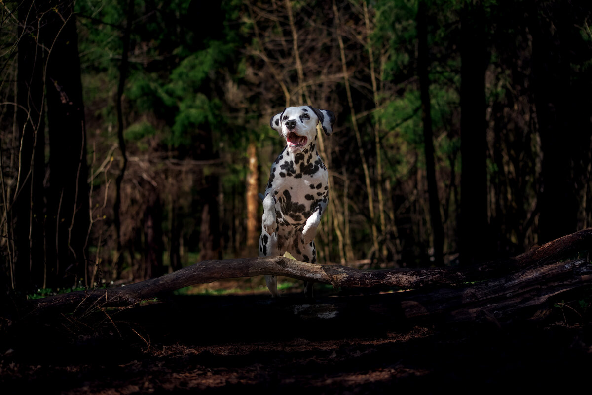 Прыжок - Ольга Зинченко Прыжок - Ольга Зинченко