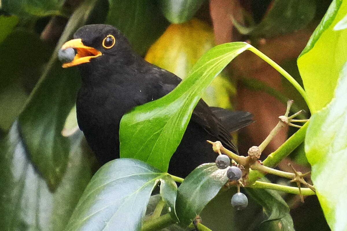 Чёрный дрозд - Павел Fotoflash911 Никулочкин