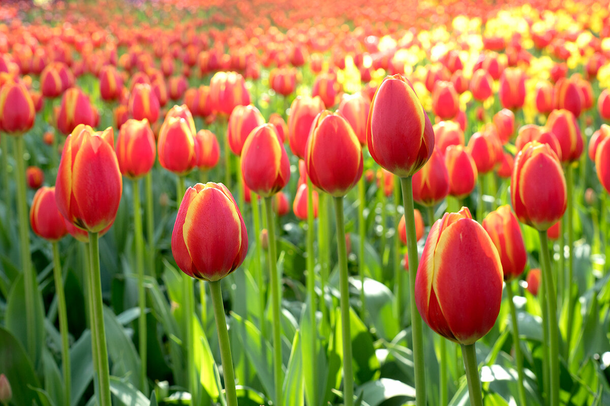 Фестиваль тюльпанов - Алексей Смирнов