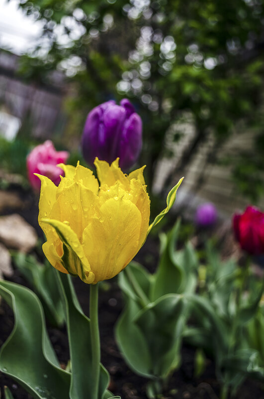 Тюльпан - Андрей Щетинин Тюльпан - Андрей Щетинин