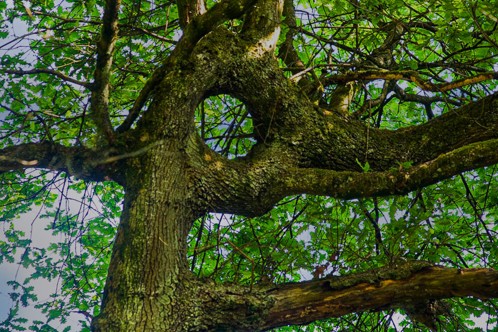 Лесное око. - Lucy Schneider 