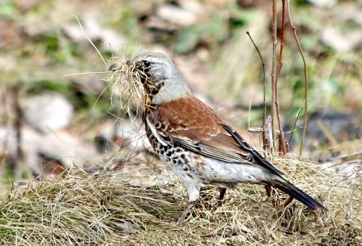 За работой - ZNatasha -